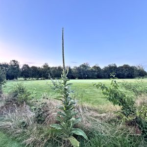 Kräuter_1 1600