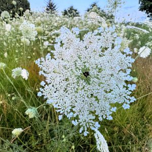 Kräuter_2 1600